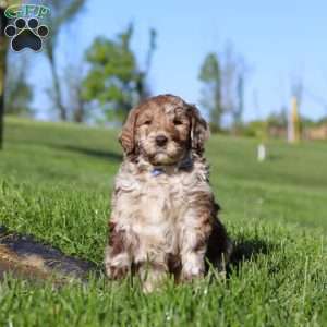Hudson, Newfypoo Puppy